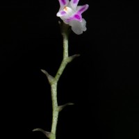 Podochilus warnagalensis Wijew., Priyad., Arang., Atthan., Samar. & Kumar